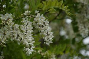 floración acacia blanco uvas foto