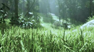 bamboo forest showing off its greenness video