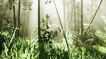 Lanscape of bamboo tree in tropical rainforest video