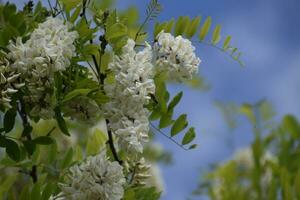 floración acacia blanco uvas foto