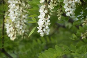 floración acacia blanco uvas foto