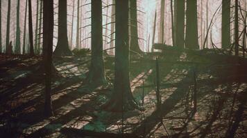 floresta com fumaça arte fogo video