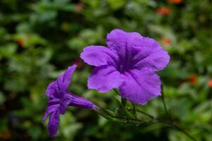 close up of a blooming purple Kencana flower photo