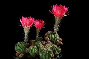 red flower of lobivia cactus blooming against dark background photo