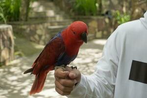 The beautiful Cockatoo in the Lombok Wildlife Park photo