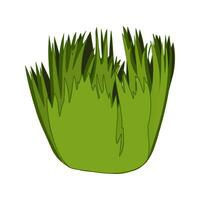 Green grass vector isolated illustration. Bushes of green grass, garden plants. Flat cartoon element for design natural and organic.