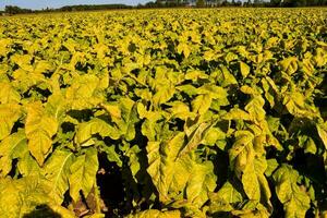a tobacco field with yellow leaves photo