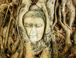 a buddha head is in the roots of a tree photo