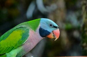 a green and blue parrot sitting on a wooden table photo