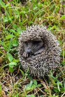 a hedgehog is curled up in the grass photo