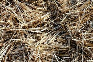 a close up of a pile of dry grass photo