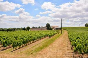 un viñedo campo con filas de verde uvas foto