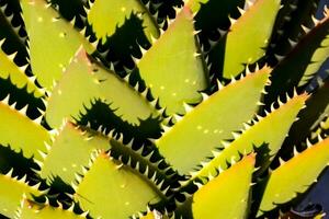 a close up of a green plant with sharp spines photo