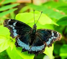 a black and blue butterfly with blue spots on its wings photo