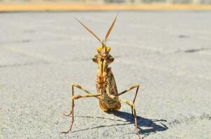 a praying mantisce with long legs standing on the ground photo