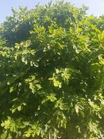 Fig tree is a beautiful and graceful sight photo