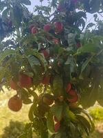 Peach tree laden with peaches in abundance photo