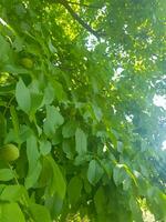 Landscape of green walnut leaves photo