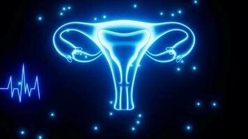Uterus and menstrual cycle, gynecological health, 3d rendering. video