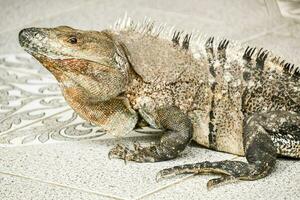 an iguana is sitting on the floor photo