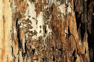 a close up of a tree trunk with some paint on it photo