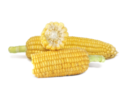 Fresh corn. Transparent background png