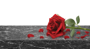 rot Rosen und Rose Blütenblätter auf Marmor Tabelle Spitze, Valentinsgrüße Tag Konzept. transparent Hintergrund png