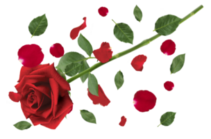Red rose and falling red rose petals and green leaves applicable for design of greeting cards on Valentine's Day. transparent background png