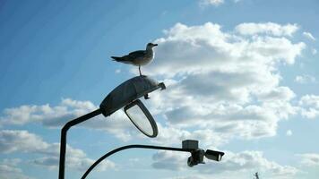 Möwe ist Stehen auf ein Straße Lampe und beobachten um mit Sicherheit Kameras video