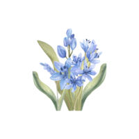 vattenfärg först vår blommor arrangemang. blek årgång blå blommor med grön löv för inbjudan, etikett, logotyp design. hand dragen delikat lila blommor png
