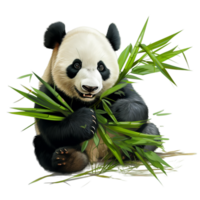 AI generated Panda bear eating bamboo leaves png