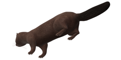 Mink isolated on a Transparent Background png