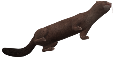 mink isolerat på en transparent bakgrund png