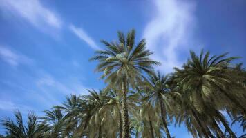 op zoek omhoog Bij palm bomen Bij surfers paradijs video