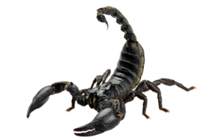 Emperor Scorpion, Pandinus imperator, Black scorpion isolated on transparent background, PNG File
