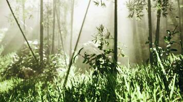 Green bamboo forest in the morning sunlight video