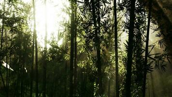 Lanscape of bamboo tree in tropical rainforest video