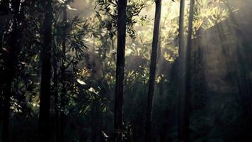 bamboo forest showing off its greenness video