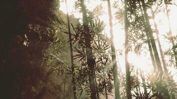 Green bamboo forest in the morning sunlight video