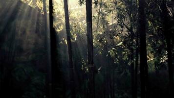 paisagem do bambu árvore dentro tropical floresta tropical video