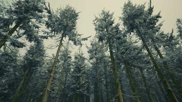 Winter pine tree forest with snow on trees video