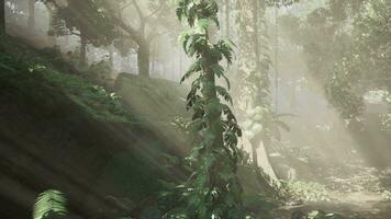 Dense Tropical Rainforest With Morning Fog video