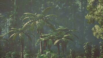 inside a rainforest covered in bright green moss video