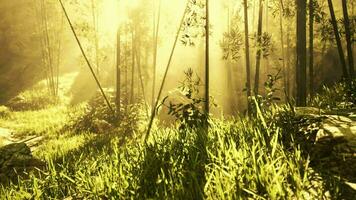 verde bambu floresta dentro a manhã luz solar video