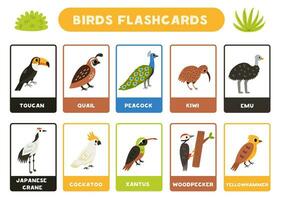 Cute birds with names. Flashcards for learning English. vector