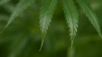 leaves of young and wild hemp swing from the wind in rainy weather video