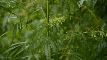 leaves of young and wild hemp swing from the wind in rainy weather video