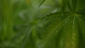 leaves of young and wild hemp swing from the wind in rainy weather video