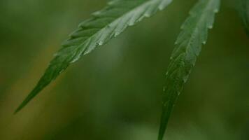 leaves of young and wild hemp swing from the wind in rainy weather video