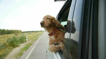 el perro paseos en el coche y mira fuera el abierto ventana. video